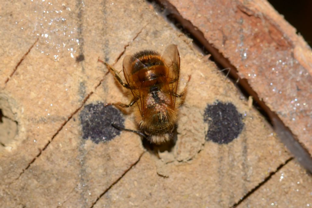 Osmia cfr. rufa (Apidae Megachilinae)